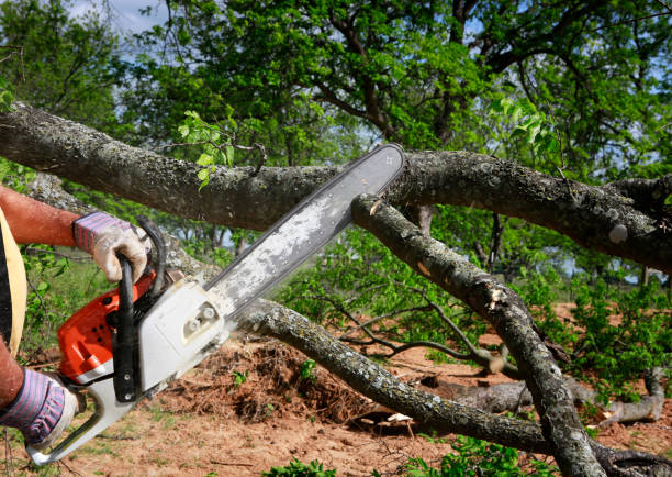 The Steps Involved in Our Tree Care Process in Richland Hills, TX